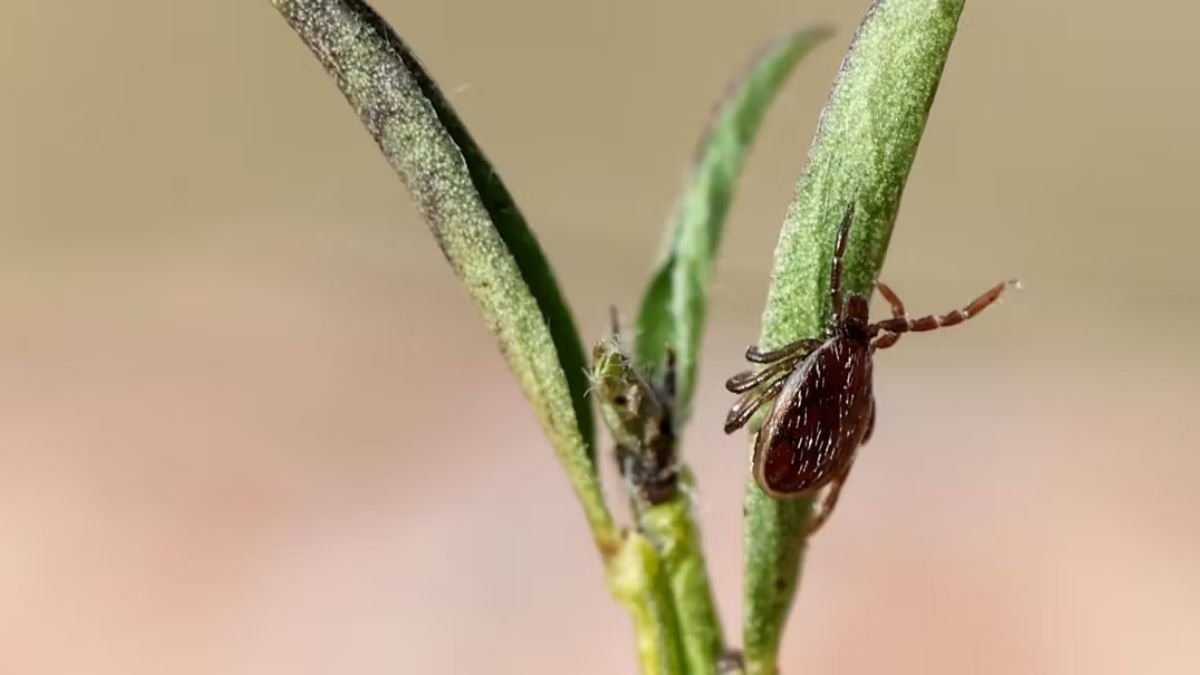 Piqûres de Tiques : Une Étude Cartographie Pour la Première Fois les Bactéries de la Maladie de Lyme en France